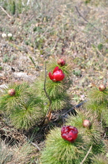 Paeonia tenuifolia