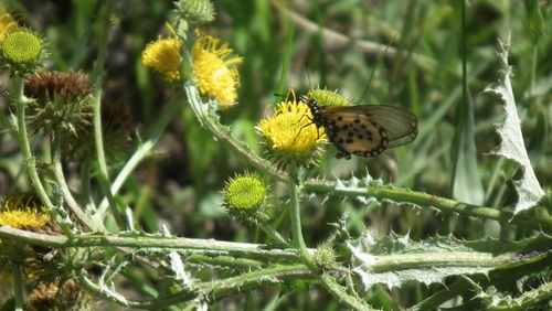 Ball African Thistle (Berkheya sphaerocephala)