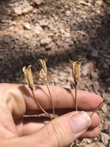 Image of Aquilegia scopulorum by (c) Andrew Conboy, some rights reserved (CC BY)