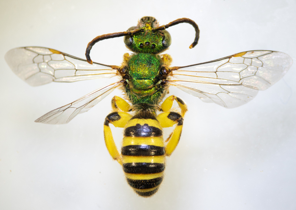 Fine striped sweat bee