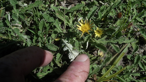 Image of Arctotis arctotoides by (c) Shaun Swanepoel, some rights reserved (CC BY)