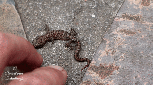 Marbled Leaf-toed Gecko, Oosetersee, Cape Town, South Africa, photo 7 of 10