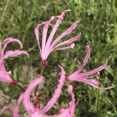 Nerine gibsonii