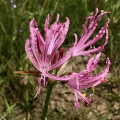 Nerine gibsonii