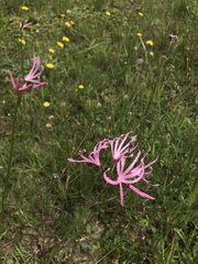 Nerine gibsonii