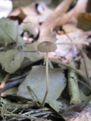 Marasmiellus affixus