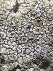 Immersaria athroocarpa