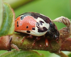 Calligrapha rowena