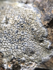 Immersaria athroocarpa