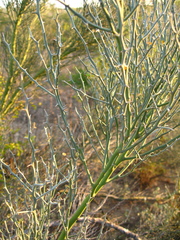 Parkinsonia texana