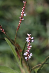 Persicaria madagascariensis