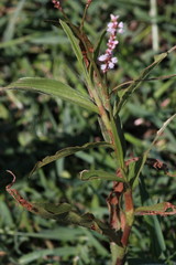 Persicaria madagascariensis