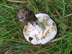 Hypomyces chlorinigenus