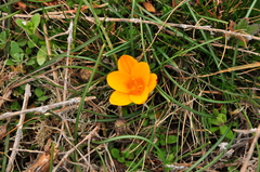 Crocus angustifolius