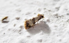 Phalonidia contractana