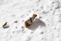 Phalonidia contractana