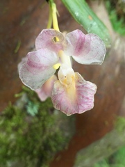 Rodriguezia lehmannii