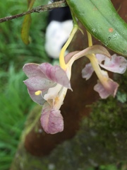 Rodriguezia lehmannii