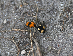 Dasymutilla munifica