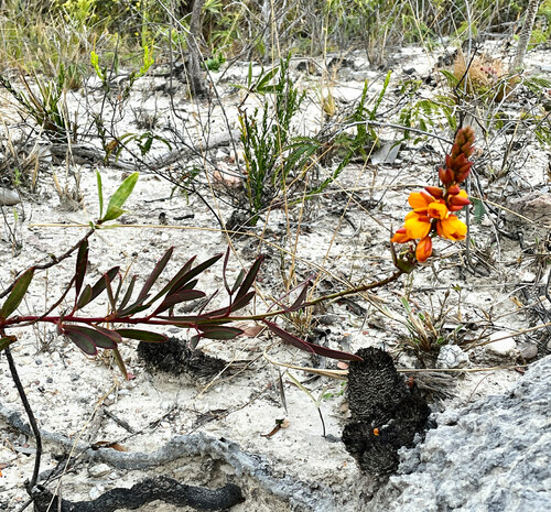 Ochnaceae observed 2023-08-16