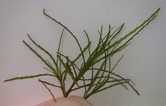 Najas horrida