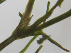 Najas horrida