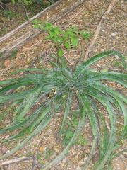 Manfreda variegata