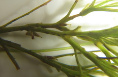 Najas horrida