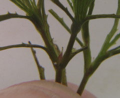 Najas horrida