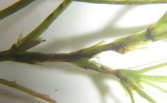 Najas horrida
