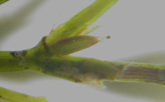 Najas horrida
