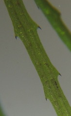 Najas horrida