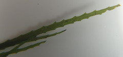 Najas horrida