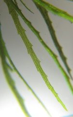 Najas horrida