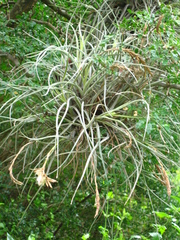 Tillandsia baileyi