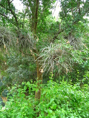 Tillandsia baileyi