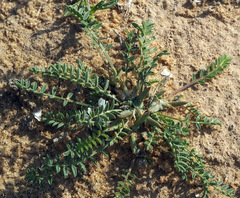Astragalus tribuloides