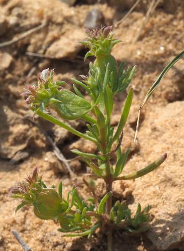 Genus Pteranthus · iNaturalist