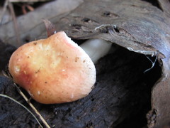 Russula puellaris
