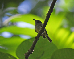 Oncostoma cinereigulare