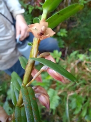 Maxillaria dendrobioides image