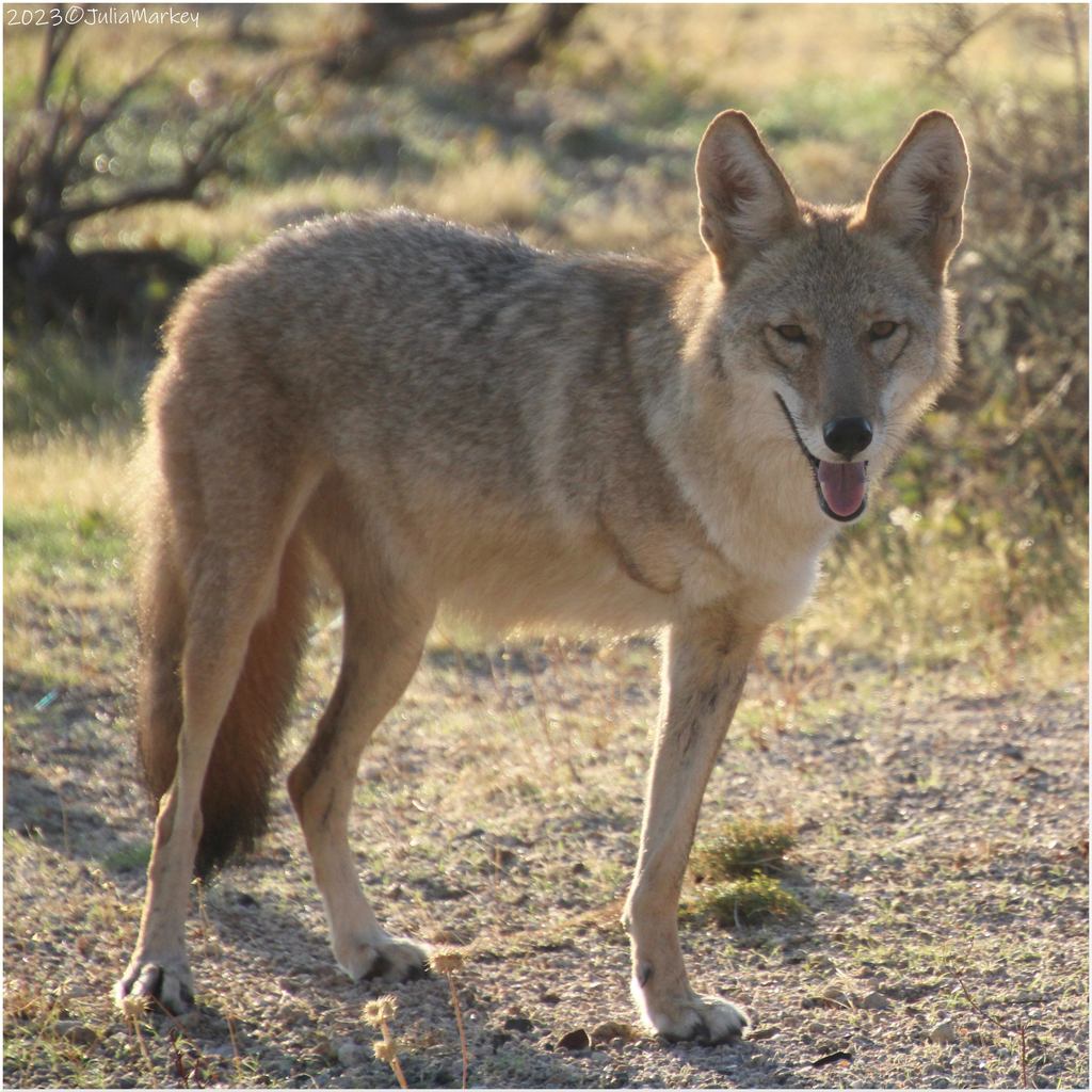 Coyote standing in sunlight on open ground, San Bernardino County, California