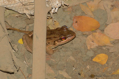Leptodactylus insularum