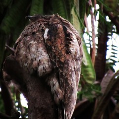 Nyctibius aethereus