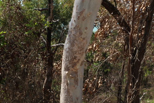 Image of Corymbia dallachiana by (c) Greg Tasney, some rights reserved (CC BY-SA)