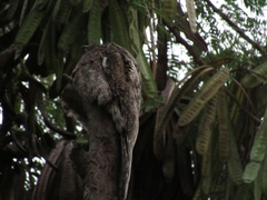 Nyctibius aethereus