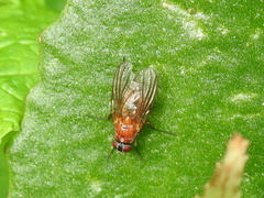 Thricops diaphanus