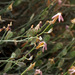 Farsetia aegyptia - Photo (c) Ron Frumkin, algunos derechos reservados (CC BY-NC), subido por Ron Frumkin