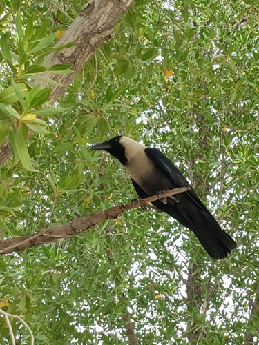 House Crow