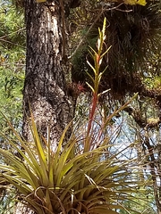 Tillandsia rodrigueziana